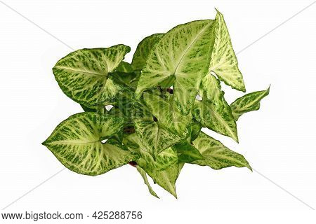 Top View Of Tropical Houseplant With Botanic Name 'syngonium Podophyllum Arrow'  Isolated On White B