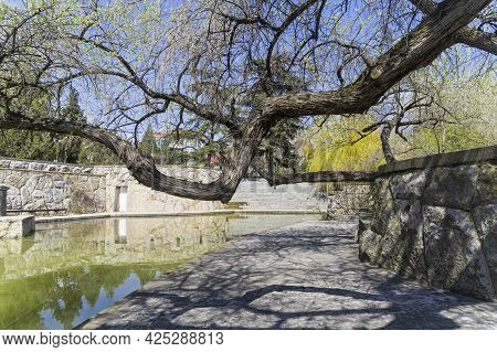 Sudak, Crimea - April 28, 2021: The Branches Of A Large Tree Hang Over The Surface Of The Water.  A 