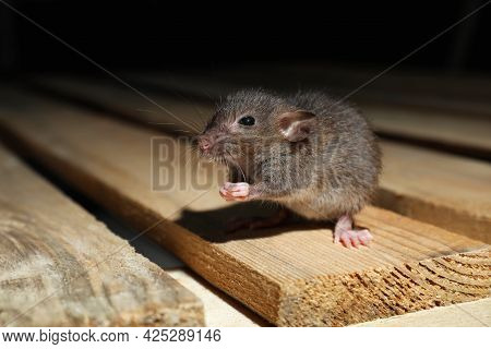 Grey Rat On Wooden Planks. Pest Control