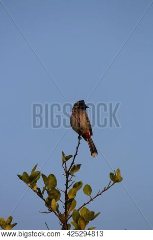 Red-vented Bulbul Bird Portrait While Sitting On The Top Of The Tree