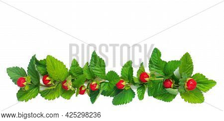 Pattern From Garland With Leaves And Berries, Isolated On White Background, Flat Lay, Top View. The 