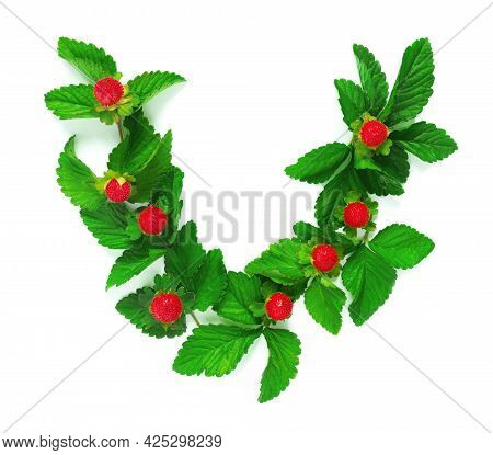 Pattern From Garland With Leaves And Berries, Isolated On White Background, Flat Lay, Top View. The 