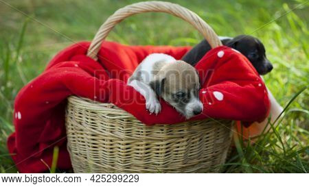 Small Redhead Dog Sits In A Basket. Red Blanket Redhead And Black Dog. Veterinary Concepts, Pet Anim