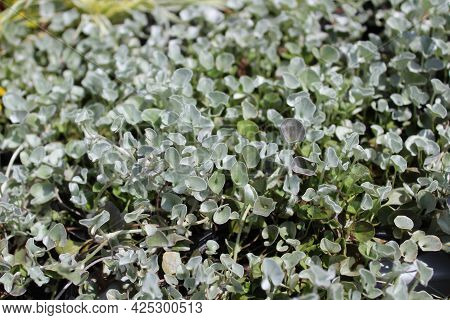 Grey Hanging Plant In The Garden On A Sunny Day