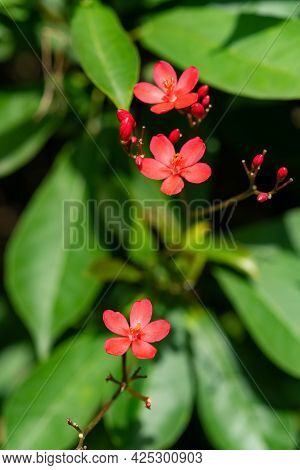 Beautiful Blooming Jatropha Integerrima Jacq Close Up Vertical Composition