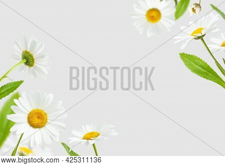 Flying Chamomile Flowers And Green Leaves Isolated On Light Gray Background. Composition Of Beautifu