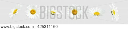 Chamomile Flowers Isolated On Light Gray Background. Collection Of Beautiful Chamomile Flowers, Summ