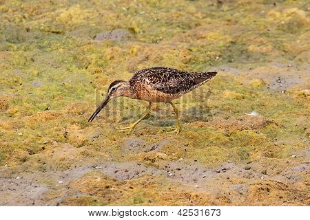 Lang-billed Dowitcher (limnodromus Scolopaceus)