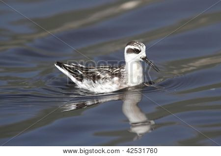 Red-necked Phalarope (phalaropus Lobatus)