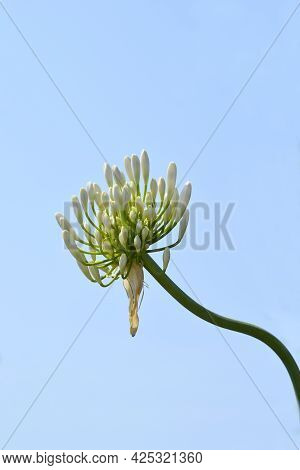 African Lily Amourette White Flower Buds Against Blue Sky - Latin Name - Agapanthus Amourette White