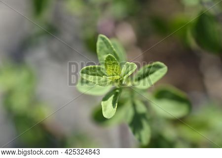 Baby Sage Red Velvet Leaves - Latin Name - Salvia Microphylla Red Velvet