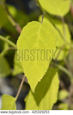 Smooth Hydrangea Annabelle Leaves - Latin Name - Hydrangea Arborescens Annabelle