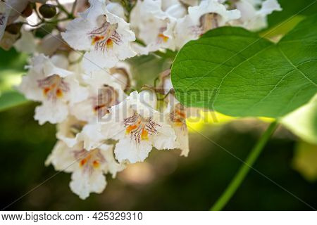 Catalpa Grows And Blooms In The Summer In The Garden. Flowers Catalpa Bigon-like, Native American Be