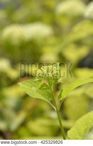 Smooth Hydrangea Annabelle Flower Buds - Latin Name - Hydrangea Arborescens Annabelle