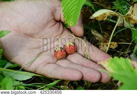 Wild Strawberries In Men's Hands. Concept Of Harvesting Berries In Glade In The Forest. Summer Backg