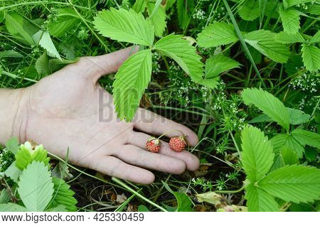 Wild Strawberries In Men's Hands. Concept Of Harvesting Berries In Glade In The Forest. Summer Backg