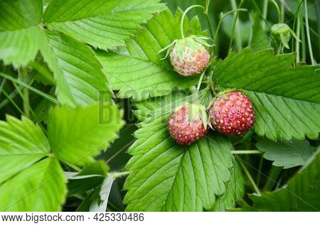 Three Berries Of Ripe Wild Strawberries In A Clearing In The Forest In Summer. Concept Of Harvesting