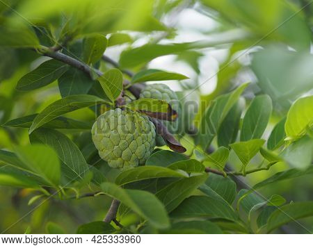 Fruit Custard Apple Tree, Sugar Apple, Sweetsop, Or Anon, Annona Squamosa Plants Annona Squamosa, An