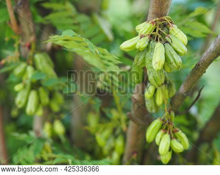 Averrhoa Bilimbi, Oxalidaceae, Cucumber Tree Green Fruit Concave Is A Shallow 4 Pool Yellowish Green