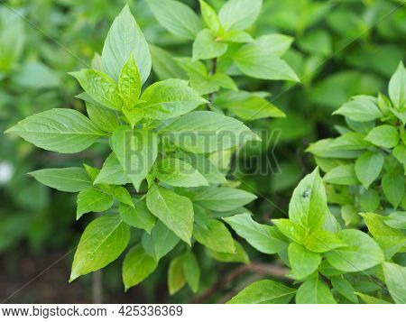Sweet Basil Is Light Green With Wide Leaves While Thai Basil Has Purple Stems And Flowers And Spear-