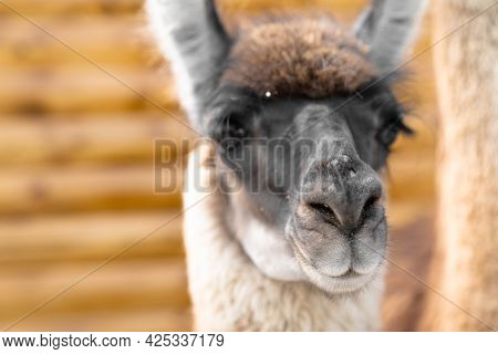 Close-up View Of A Brute Llama.close-up View Of A Brute Llama