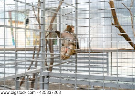 The Monkey Is In A Cage.the Monkey Is In A Cage