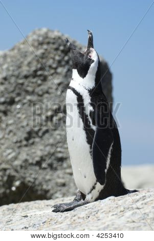 Afrikkalainen Penguin suu auki