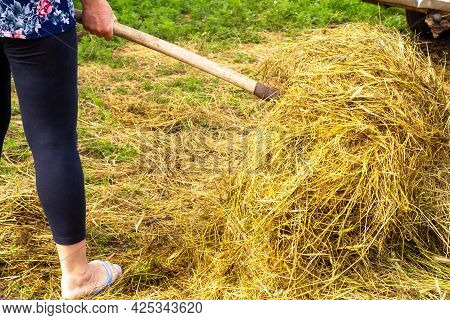 Making Hay For The Winter In The Village. A Woman Is Holding A Pitchfork With Hay. Back View. Animal