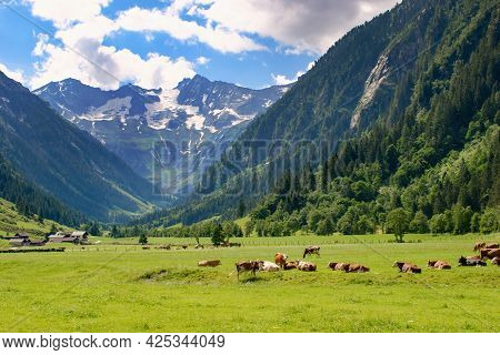 Mountain Pasture In Zillertal Area, Austria With Cows And Mountain Peaks On The Background