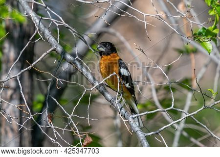A Male Black-headed Grosbeak Perches In The Branches Of A Colorado Forest During Spring Migration.