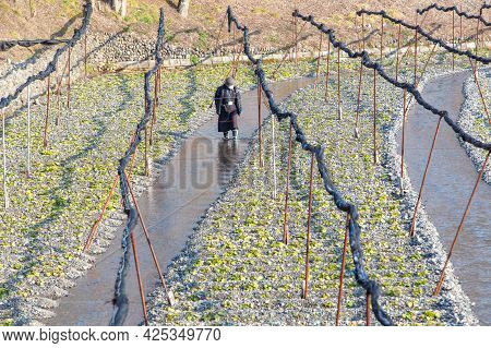 Wasabi Plantation Field. Green Wasabi Plants In Wasabi Farm. Wasabi Plant Farm In Winter.
