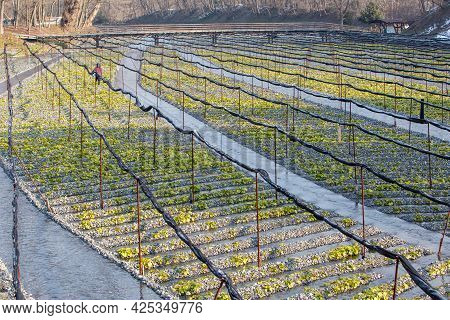 Wasabi Plantation Field. Green Wasabi Plants In Wasabi Farm. Wasabi Plant Farm In Winter.