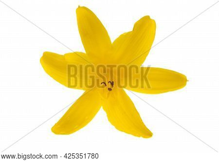 Yellow Lemony Lily Isolated On White Background