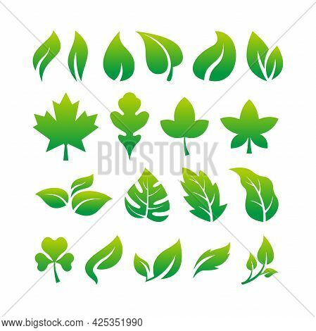 Set Of Simple Fresh Green Leaf Icon Illustration Design, Various Leaves Collection Template Vector