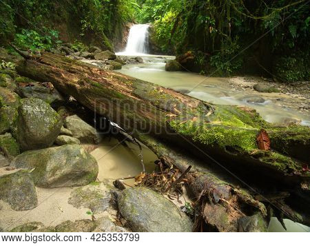 Tranquil Forest Scene With Fallen Log And No People Podocarpus National Park, Ecuador.