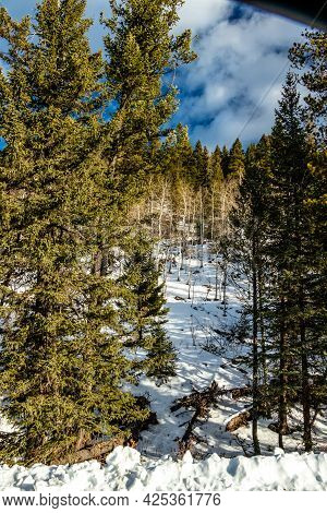 Trees And Tree Lines And Stands Of Birch. Lusk Creek Provincial Recreation Area, Alberta, Canada