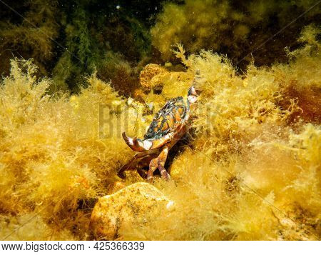 An Orange Crab In Yellow Seaweed. Scuba Diving In Oresund, The Water Between Sweden And Denmark