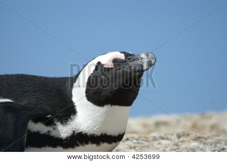 Afrikkalainen Penguin kylpemään