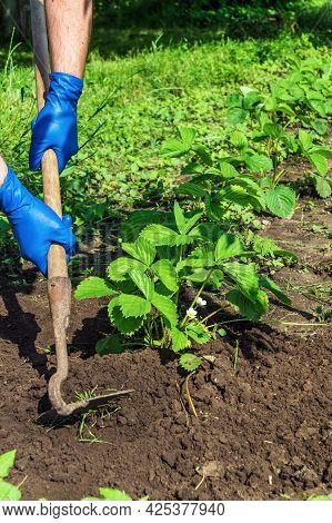The Farmer Rakes The Soil Around The Young Strawberries. Close-up Of The Hands In Gloves Of An Agron