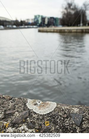 Gray Lichen Lecanora Allophana On A River Embankment