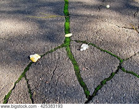 Cracks In The Asphalt, Overgrown With Moss.