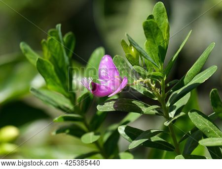 Flowering Myrtle-leaf Milkwort (latin - Polygala Myrtifolia) Or Wings Flower