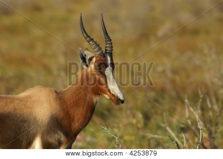 Antilope bontebok