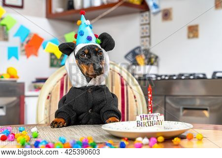 Lovely Dachshund Dog In Funny Panda Costume, With Hood And Festive Hat Is Sitting At The Table In Fr