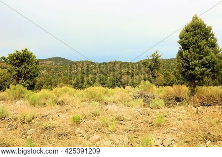 Lush Grassy Meadow Surrounding A Pinyon And Juniper Forest On An Alpine Plateau Taken At A Grassy Me