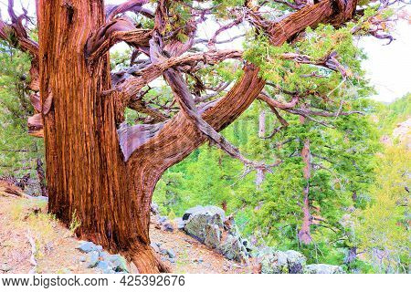 Cedar Tree With Its Twisted Bark And Branches At An Alpine Woodland Taken In The San Bernardino Moun
