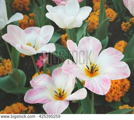 Blooming lilies in the field