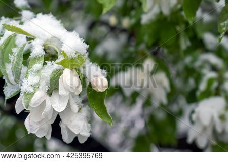 Snow On The Branches Of A Blooming Green Tree In Frosty Spring