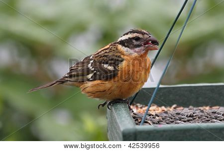 Schwarzköpfiger Kernbeißer (Pheucticus Melanocephalus)