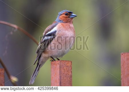 Common Chaffinch Sits On An Iron Fence In Spring On Green Background. Beautiful Songbird Common Chaf